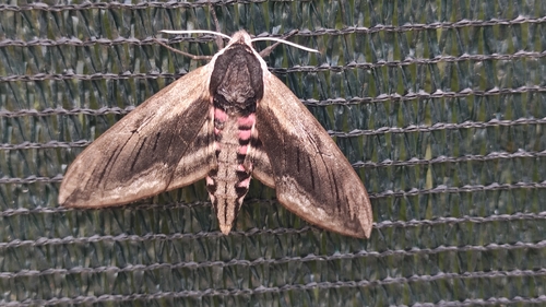 Privet Hawkmoth