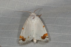 Chasmina pulchra