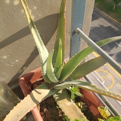 Aloe vera