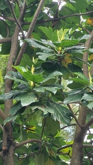 Ficus septica