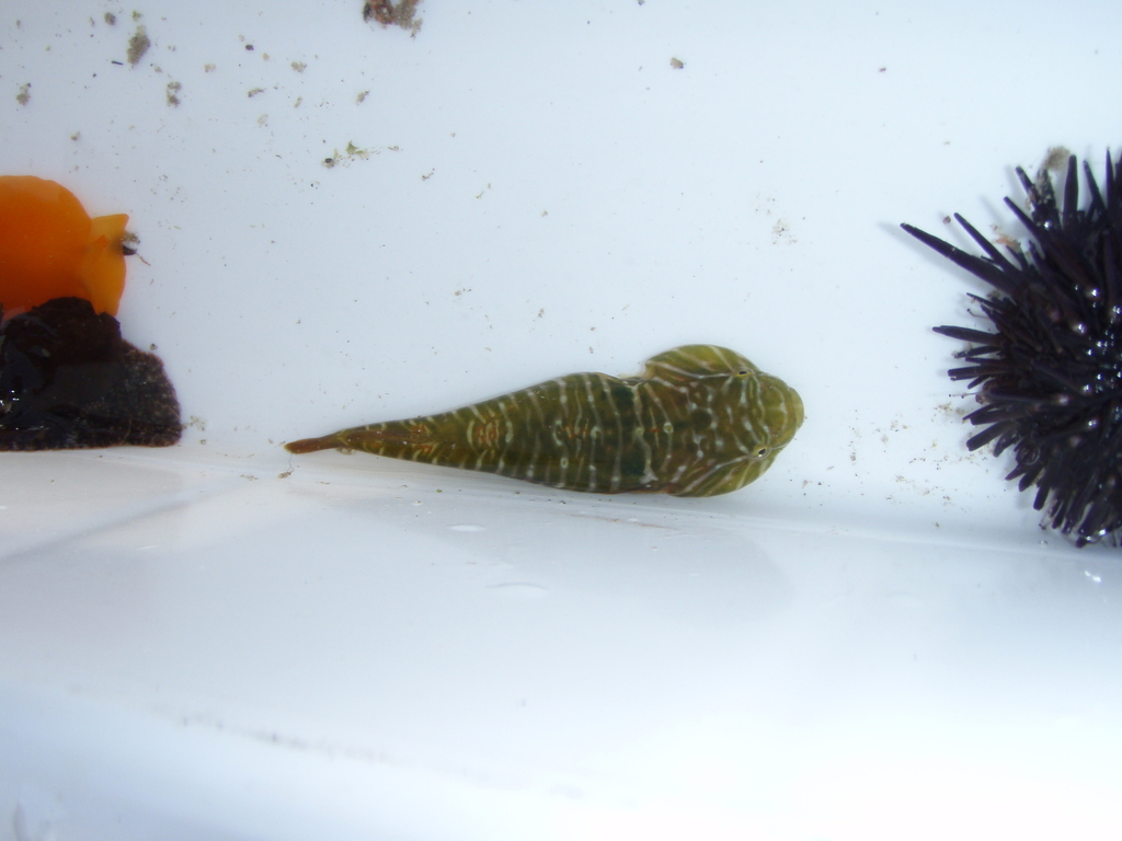 Sonora clingfish (Tomicodon humeralis) — Gobiesocidae