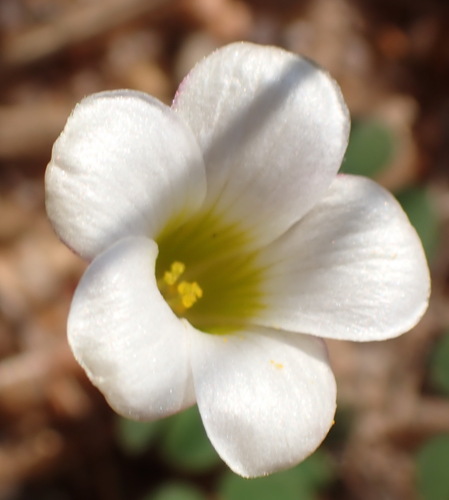 Oxalis punctata, photograph 5