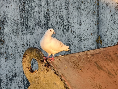 Feral Pigeon