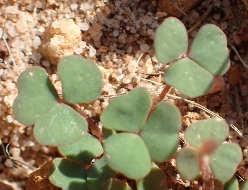 Oxalis punctata, photograph 6