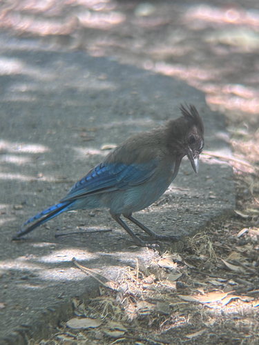 iNaturalist observation photo of Steller's Jay