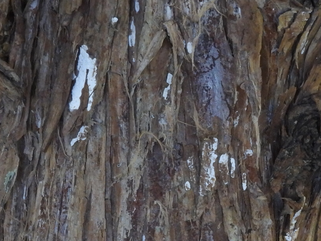 Dendrothele nivosa · July 2026 · photo: Photo: (c) Sam Kieschnick, some rights reserved (CC BY) · iNaturalist