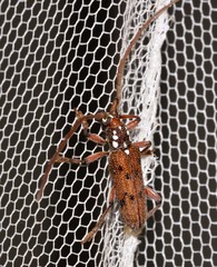 Strongylurus cretifer