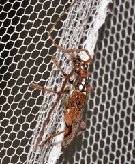 Strongylurus cretifer