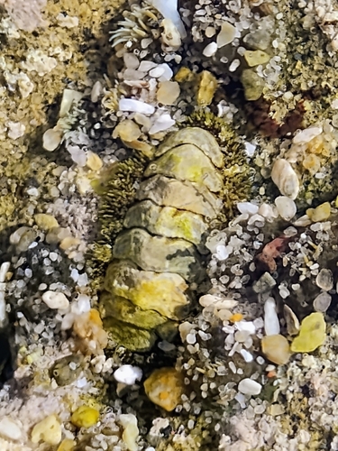 Nuttallina fluxa, 2026-07-02