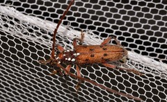 Strongylurus cretifer