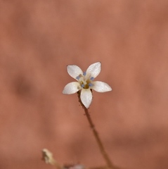 Gilia transmontana