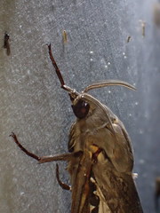 Abantiades argentata