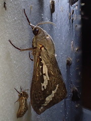 Abantiades argentata