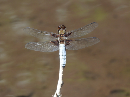 Broad-bodied Chaser