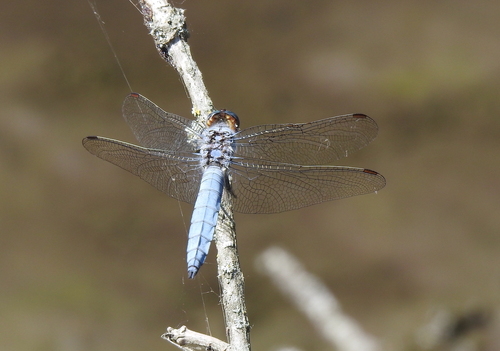 Southern Skimmer