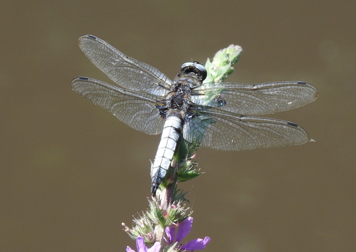 Scarce Chaser