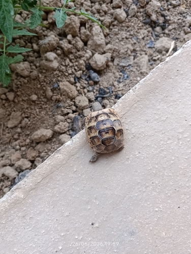 Greek Tortoise
