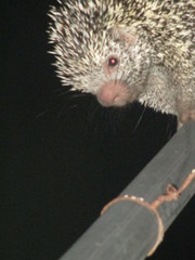 Coendou longicaudatus