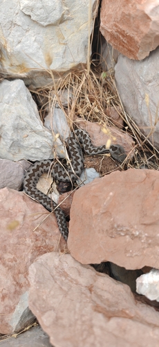 Vipera monticola saintgironsi