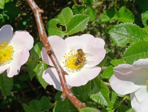 Western Honey Bee