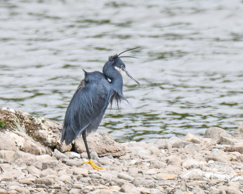 Garceta dimorfa (Egretta gularis)