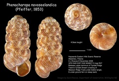 Phenacharopa novoseelandica image