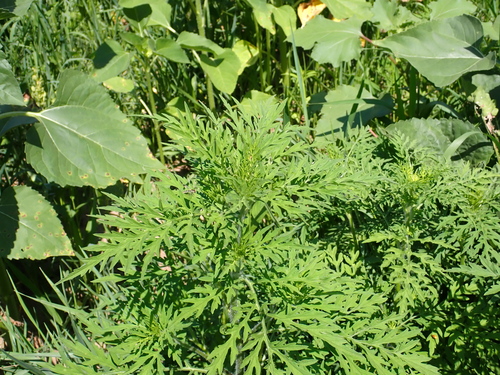common ragweed