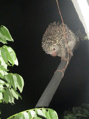 Coendou longicaudatus