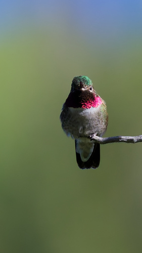 Broad-tailed Hummingbird photographed in Utah