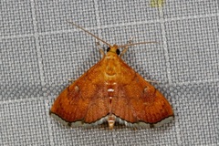 Isocentris