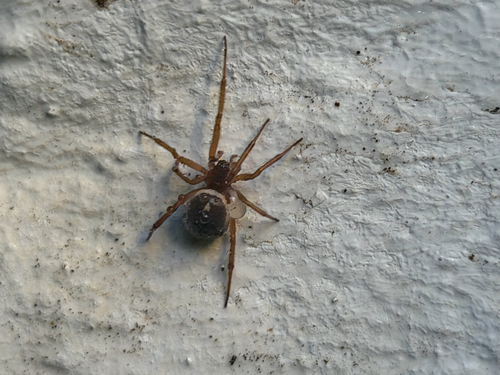 Noble False Widow