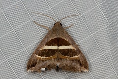 Grammodes quaesita