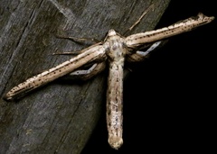 Meskea dyspteraria
