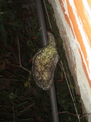 Coendou longicaudatus