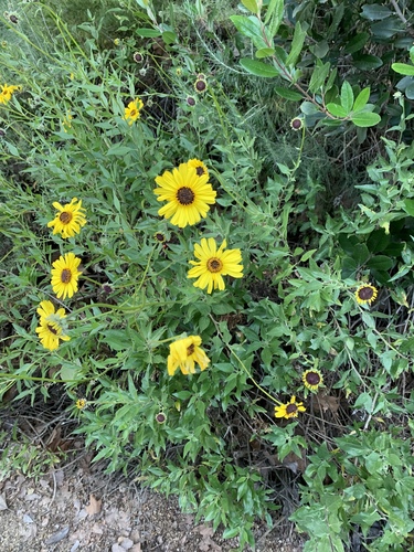 iNaturalist observation photo of California brittlebush