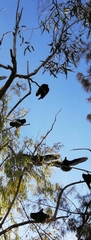 Cathartes aura