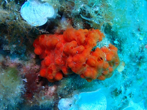 Oyster Sponge