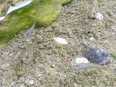 Poecilia reticulata