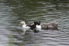 Anas platyrhynchos domesticus