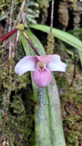 Phragmipedium schlimii