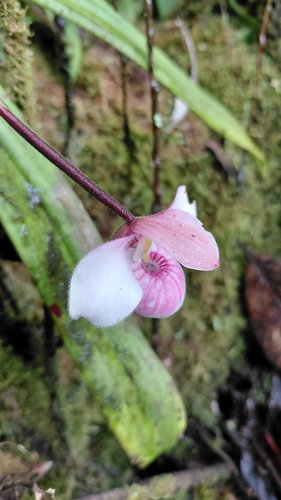 Phragmipedium schlimii, photograph 2