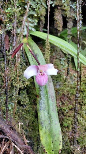 Phragmipedium schlimii, photograph 3