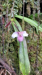 author not stated, no rights reserved Phragmipedium schlimii, photograph author not stated, no rights reserved