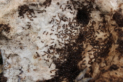 Crematogaster sordidula