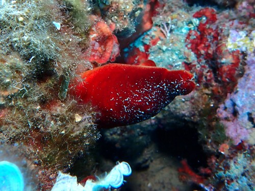 red sea squirt