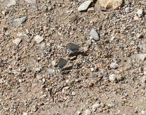 Common Blue
