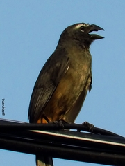 Saltator grandis