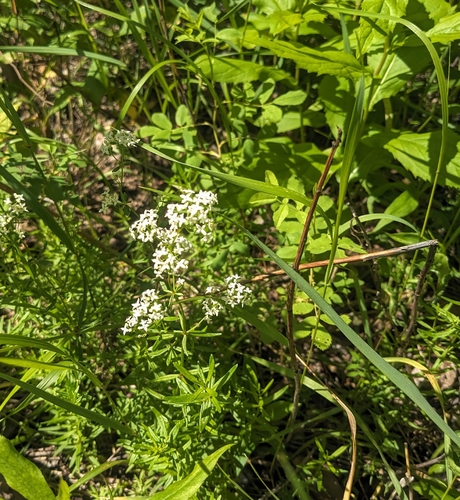 Northern Bedstraw