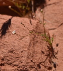 Gilia transmontana
