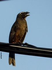 Saltator grandis